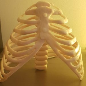 A symmetrical looking ribcage - how we are taught it looks